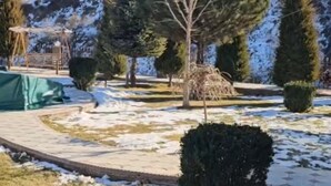A snow-covered outdoor area with a paved walkway, trees, and a mountain in the background. - ZimaLeto (Yusufhona)