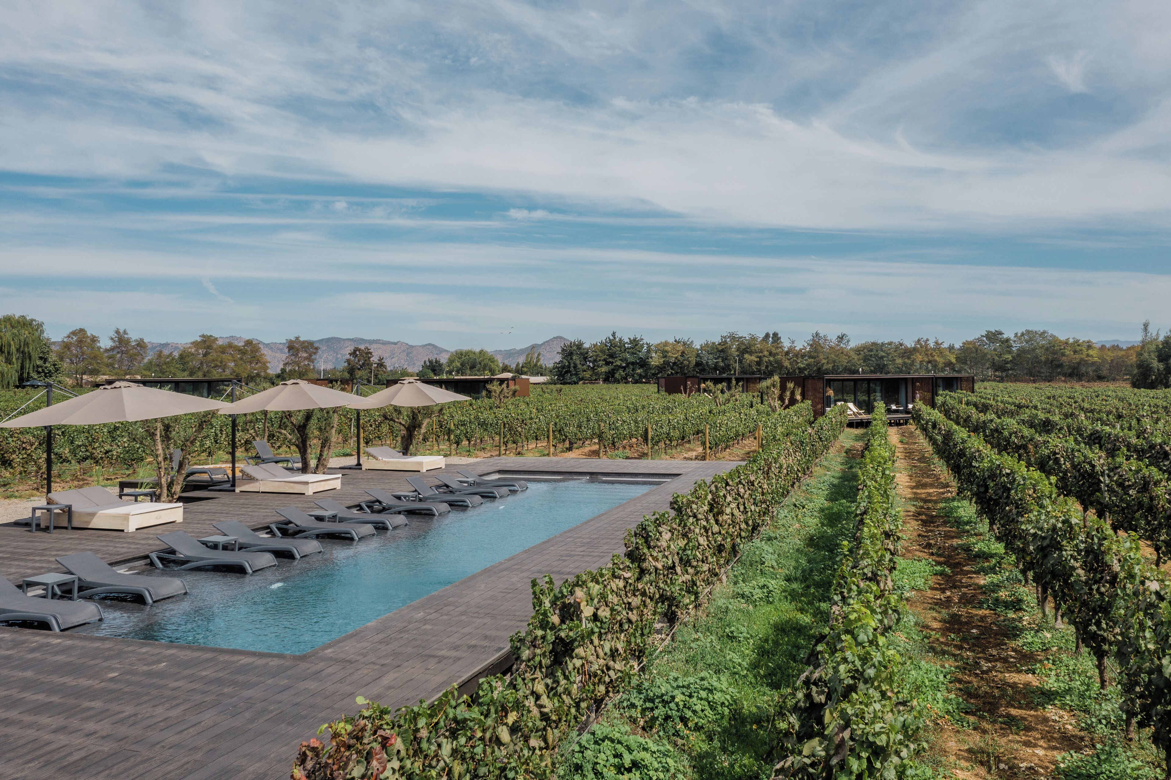 A pool area with lounge chairs and umbrellas, surrounded by rows of grapevines.