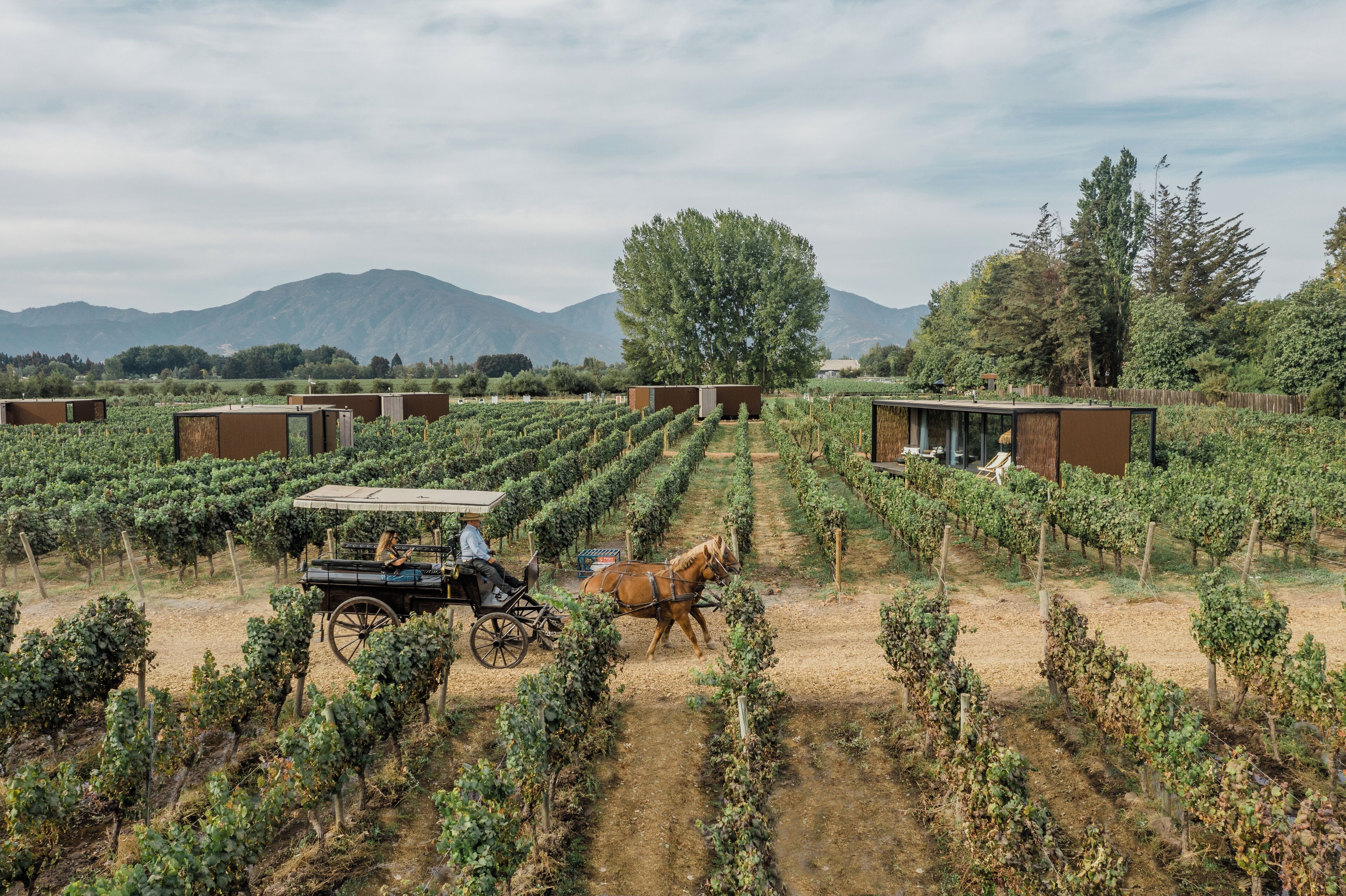A vineyard with rows of grapevines and a horse-drawn carriage.