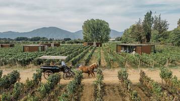 A vineyard with rows of grapevines and a horse-drawn carriage.