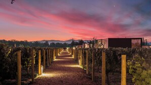 Camí per un vignoble, amb files de vinyes i un edifici al fons.