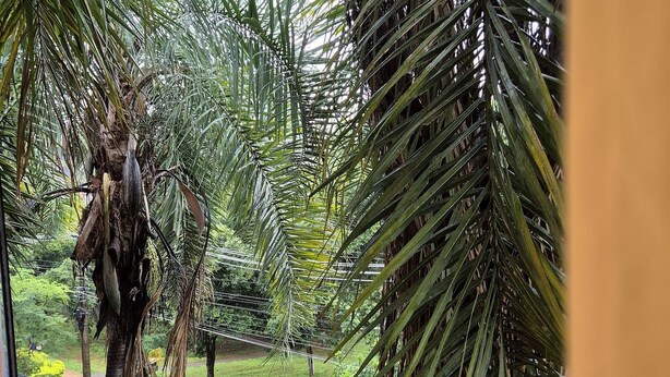 Uitzicht door een raam met een metalen hekwerk, met een palmboom en een grasveld met een pad.