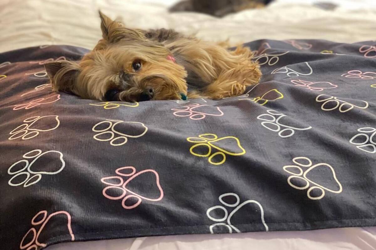 Un lit avec une couverture et des oreillers à motifs, un mur de briques en arrière-plan, et deux chiens allongés sur le lit.