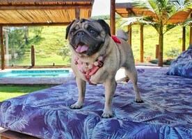 Um cão pug em pé em uma cama com padrão de folhagem tropical, usando um colar, em um quarto com teto de madeira e vista para uma piscina.