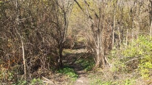 Un sentiero stretto nella foresta, circondato da alberi fitti e sottobosco.