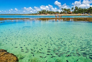 A beach with clear turquoise water, visible fish, and palm trees in the background.