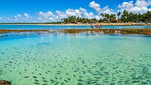 A beach with clear water, visible fish, and a distant shoreline with palm trees and buildings. - Amazing flat on the sand (Ipojuca)