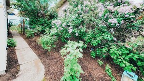 Un jardin avec différentes espèces de plantes et un chemin menant à un bâtiment.