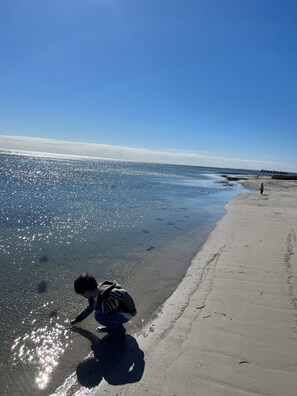 Beach - Dolphin Views@ Limestone coast Cape Jaffa Pet friendly. Boat parking Beach Front (Cape Jaffa)