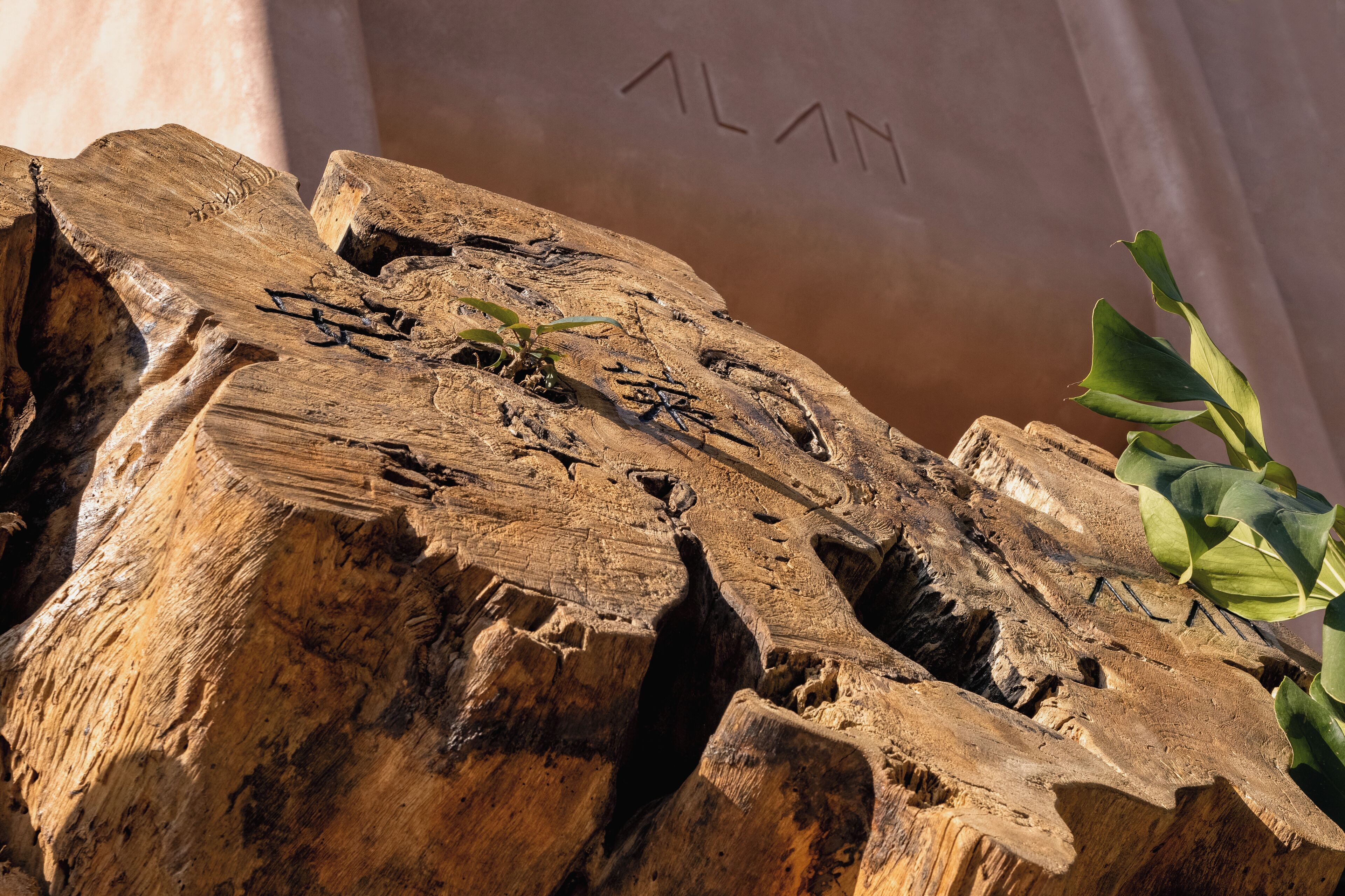 A piece of weathered wood with a small plant growing on it.
