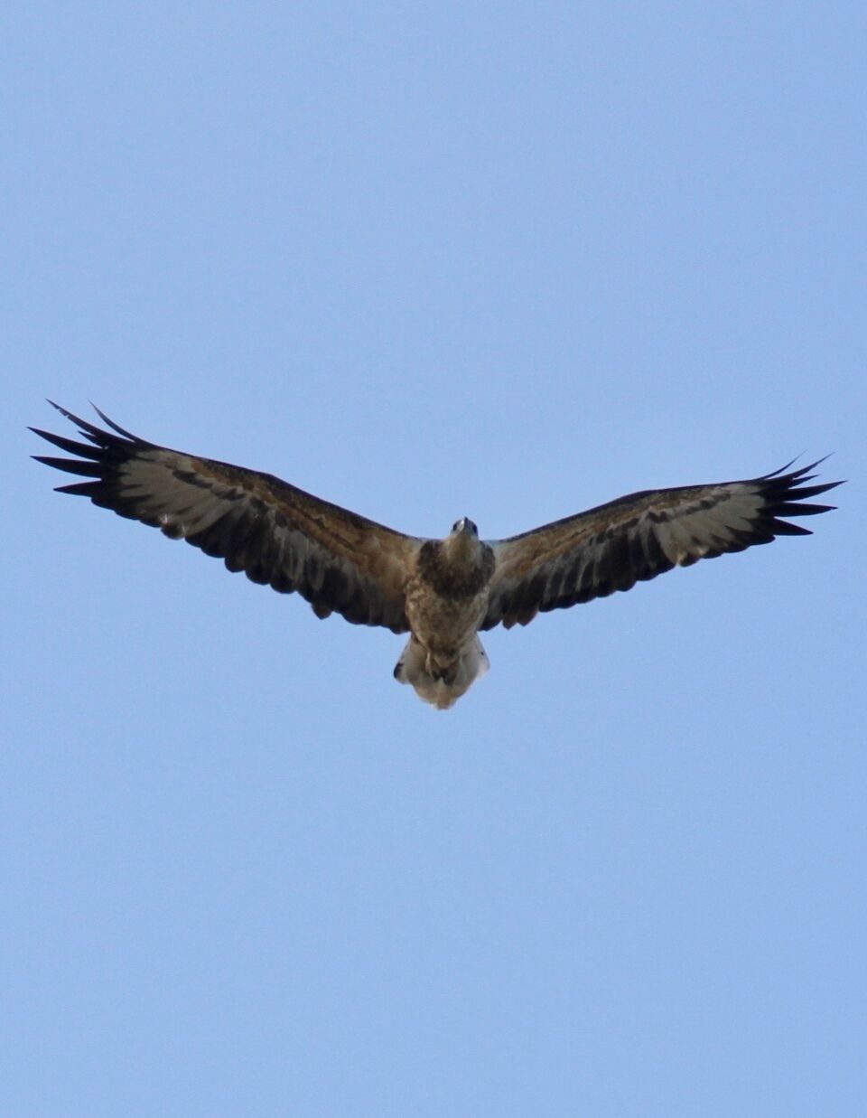 A bird of prey in flight against a clear sky.