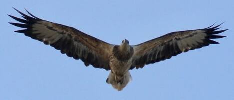 A bird of prey in flight against a clear sky.