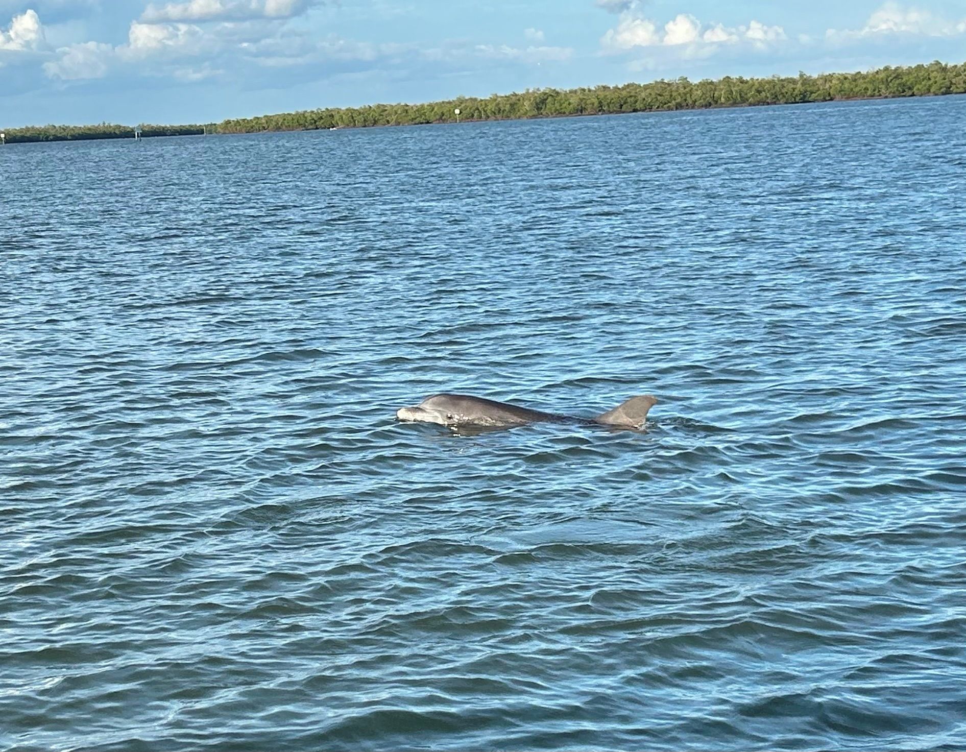 A body of water with a dolphin swimming.
