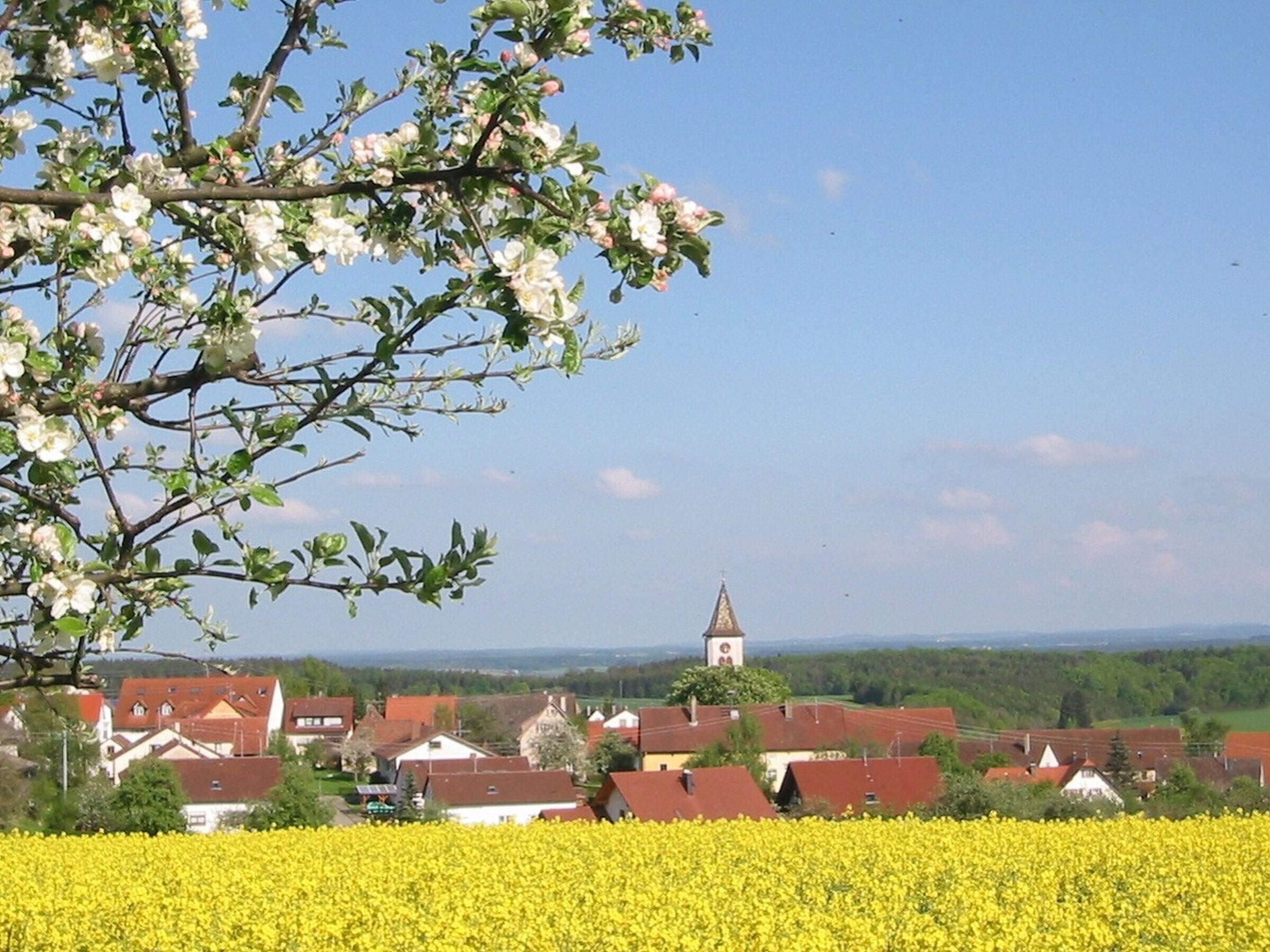 A rural landscape with a church tower, houses, and a field of yellow flowers.