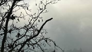Un árbol con ramas desnudas silueteado contra un cielo nublado.