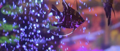 A fish tank with two fish swimming, surrounded by bubbles.