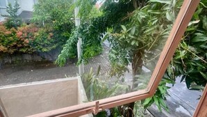 Vista dalla finestra con cornice di legno, su un giardino con diverse piante e un edificio sullo sfondo con tetto rosso.