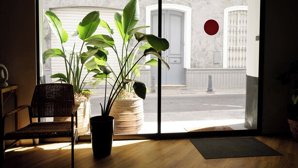 A room with a large window, a wicker chair, and two potted plants. - Sweet Sevilla Hostel  (Seville)