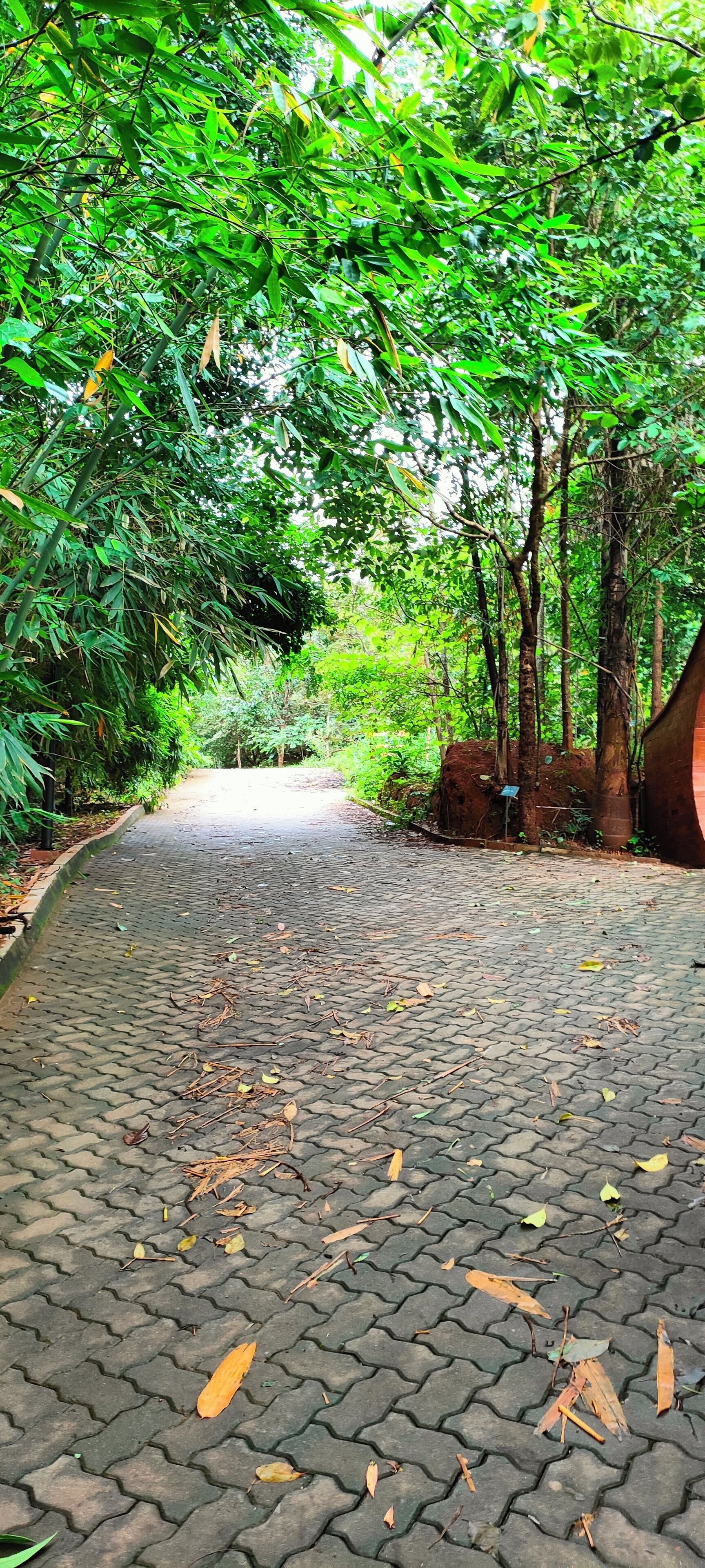 Un sendero pavimentado rodeado de abundante vegetación y árboles.