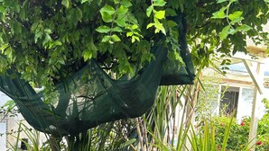 Un jardin avec un arbre, un étang et différentes sortes de plantes.