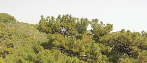 A dense forest with a variety of trees, including some with orange cones.