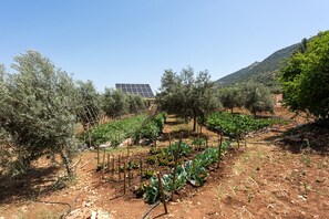 Property grounds - Andalusian Country House with Private Saltwater Pool – 40 min from Málaga, 1 hr from Granada (Villanueva del trabuco)
