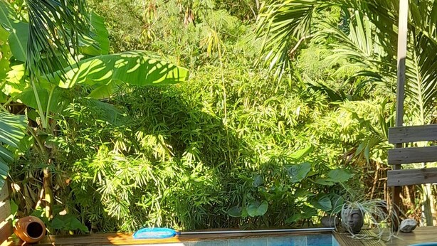 Una terraza de madera con piscina, rodeada de abundante vegetación.