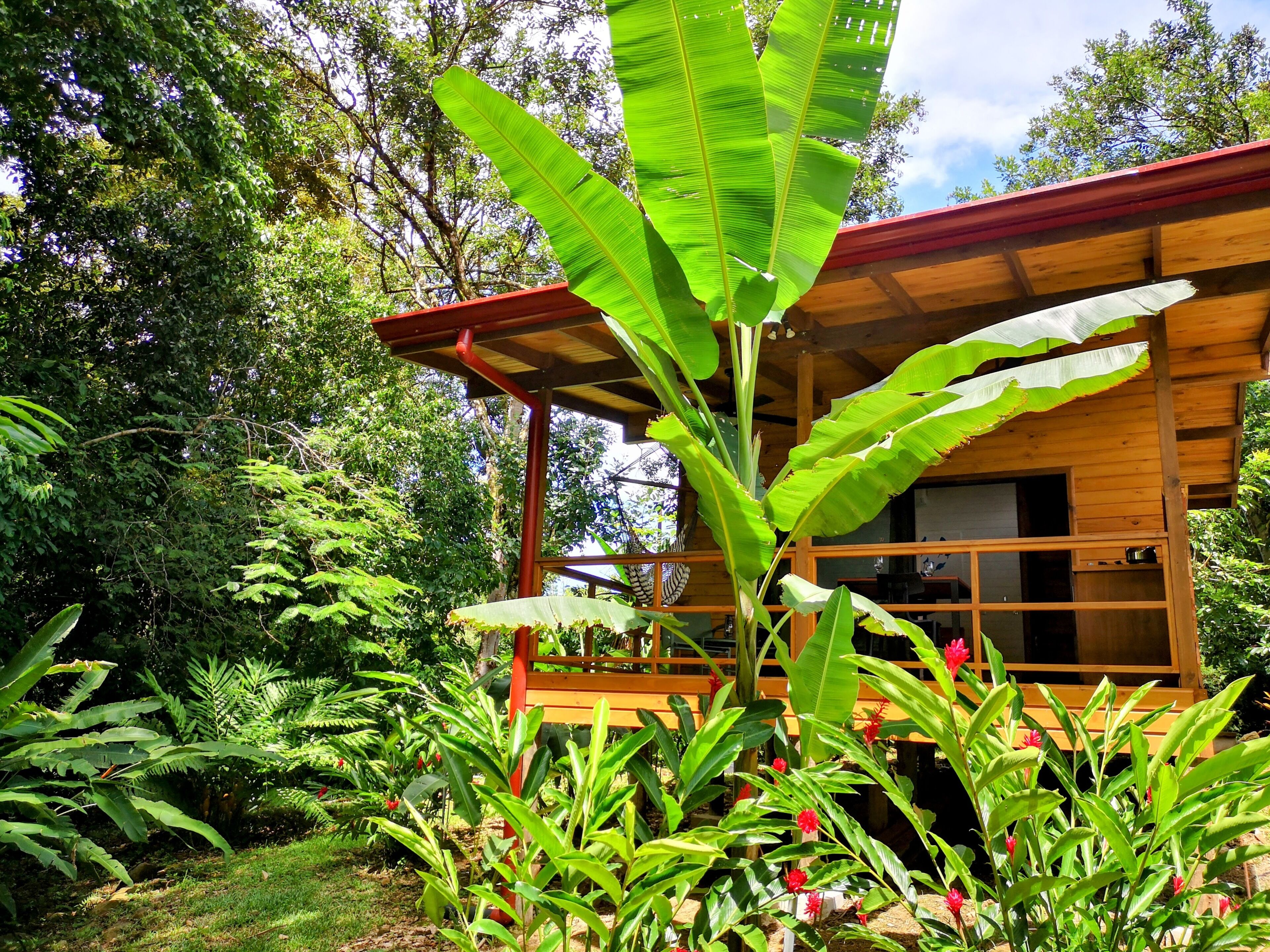 A wooden cabin with a large window, surrounded by lush greenery and banana plants.