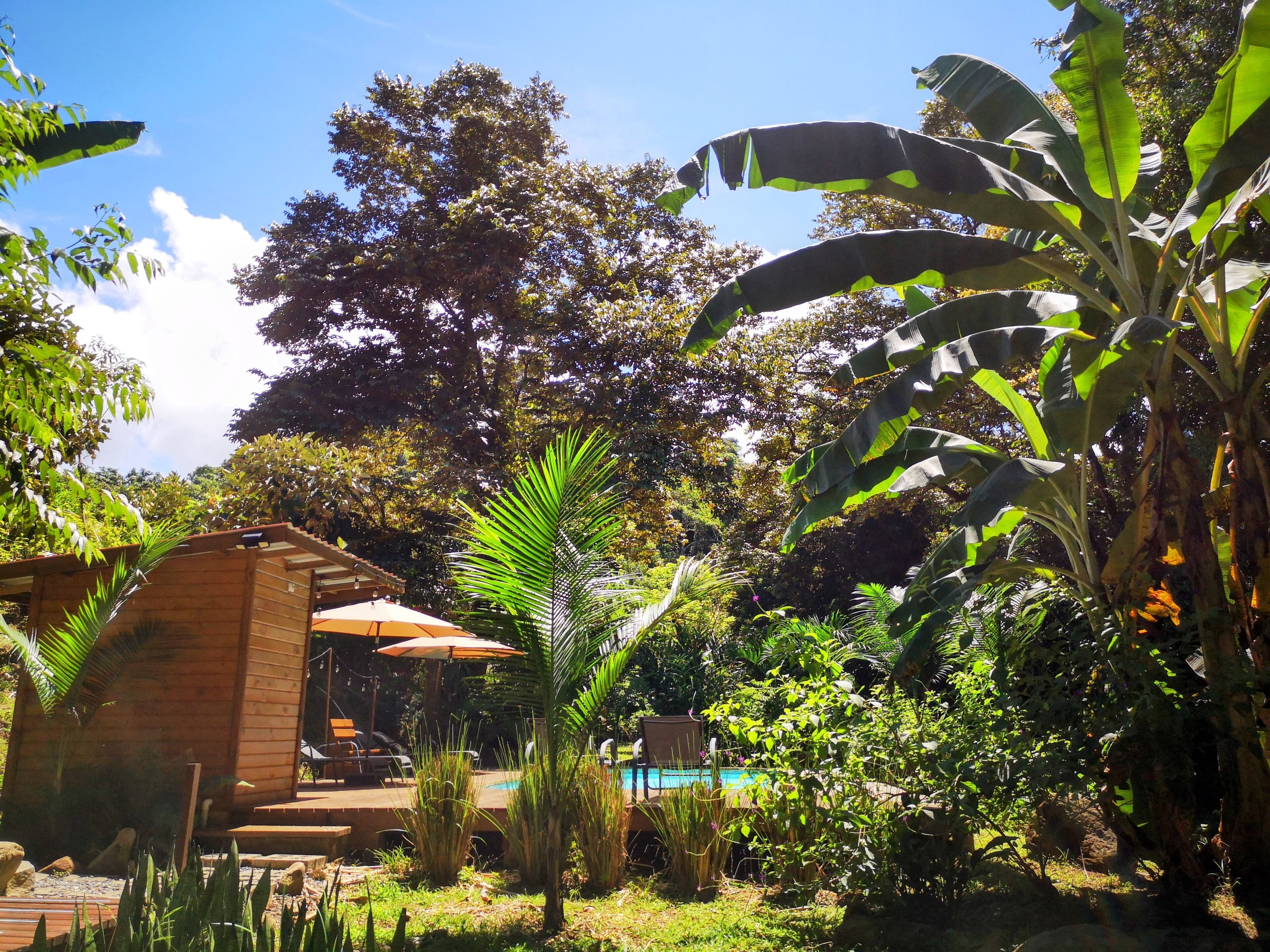 Una cabaña de madera con piscina, rodeada de exuberante follaje y palmeras de plátano.
