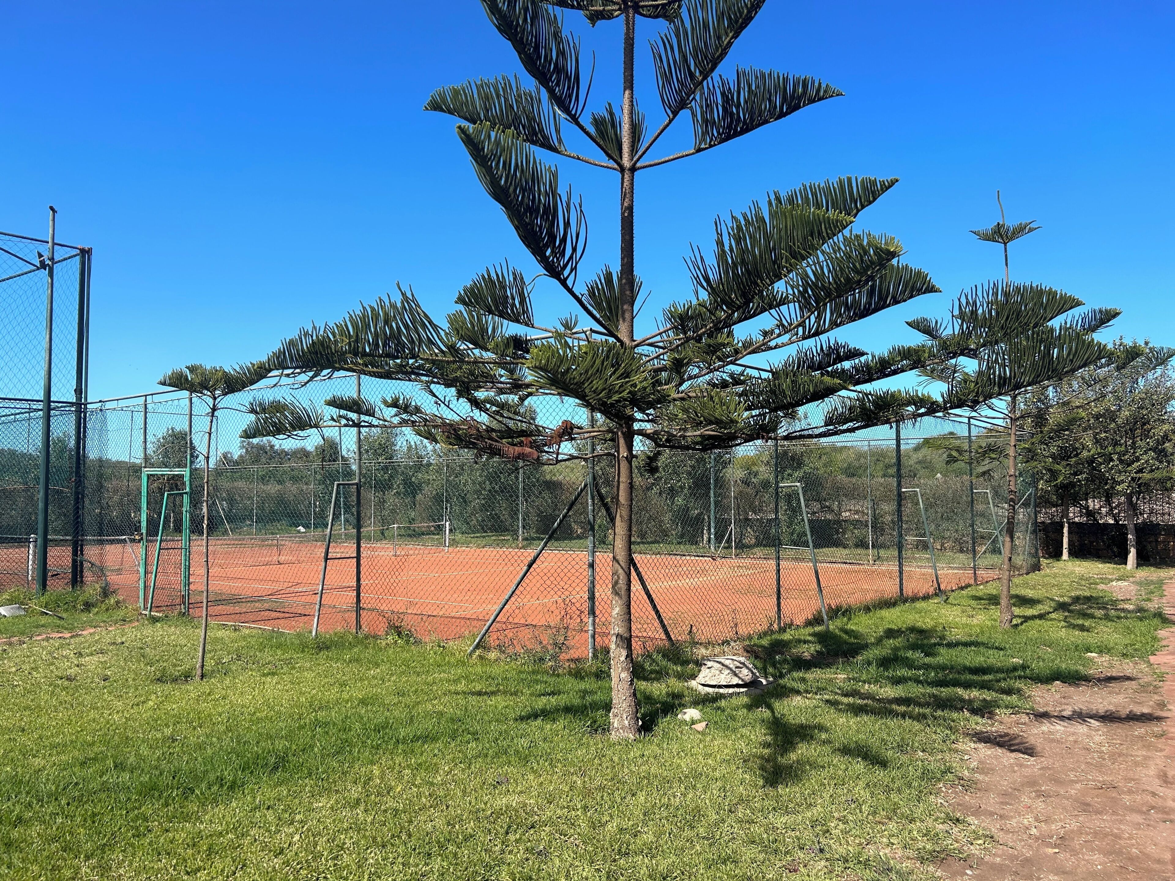 Un terrain de tennis entouré d’une clôture en treillis métallique, avec un petit arbre et une zone herbeuse.