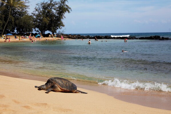 Una tortuga en una playa arenosa con gente en el agua y árboles al fondo.