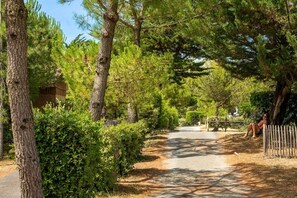 A narrow road flanked by trees and a wooden fence, leading to a building with a sloped roof.
