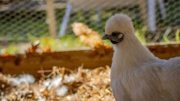A chicken roams freely in a secure pen surrounded by a wire fence.