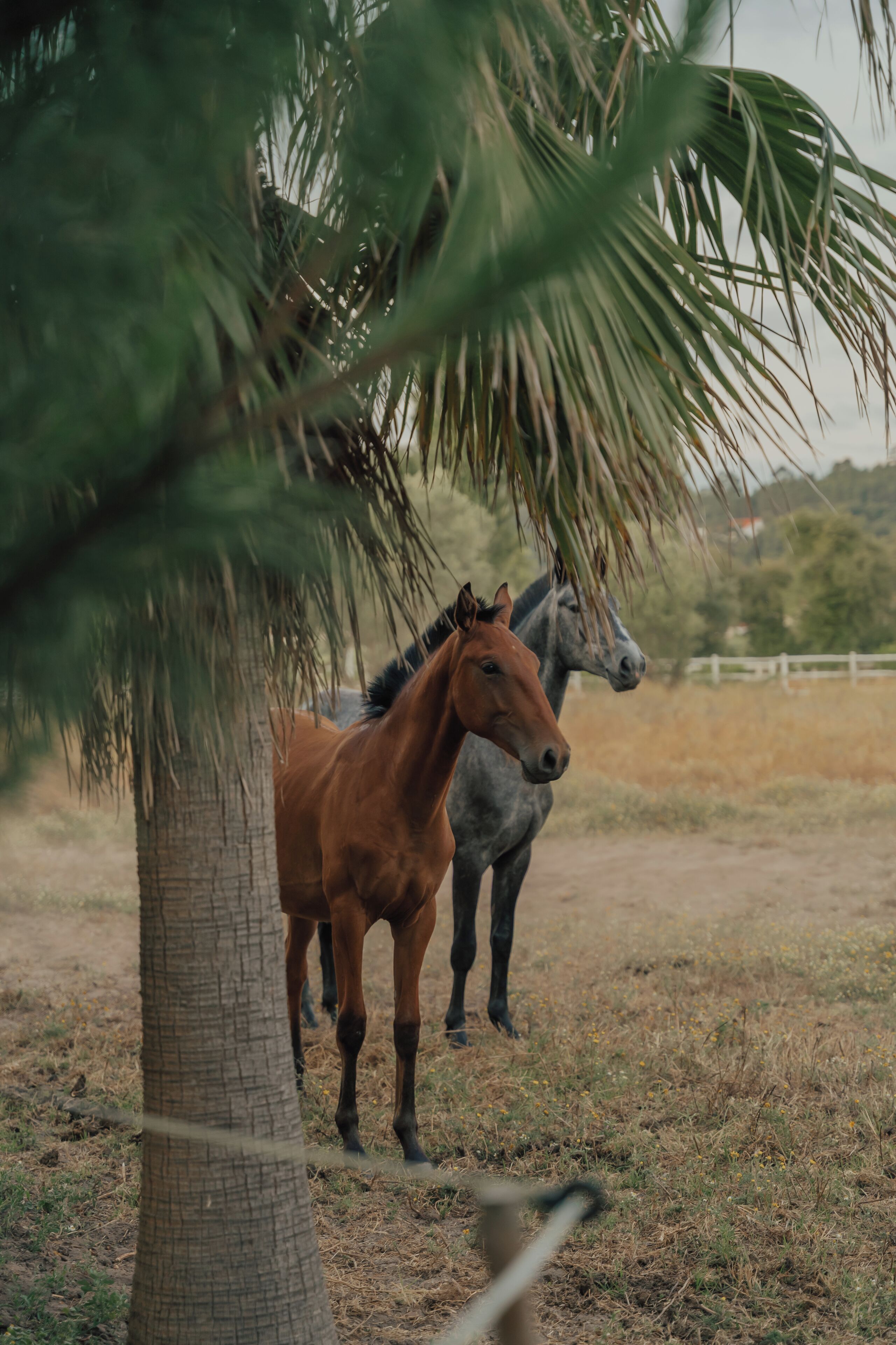 Een stal met twee paarden die bij een palmboom staan.