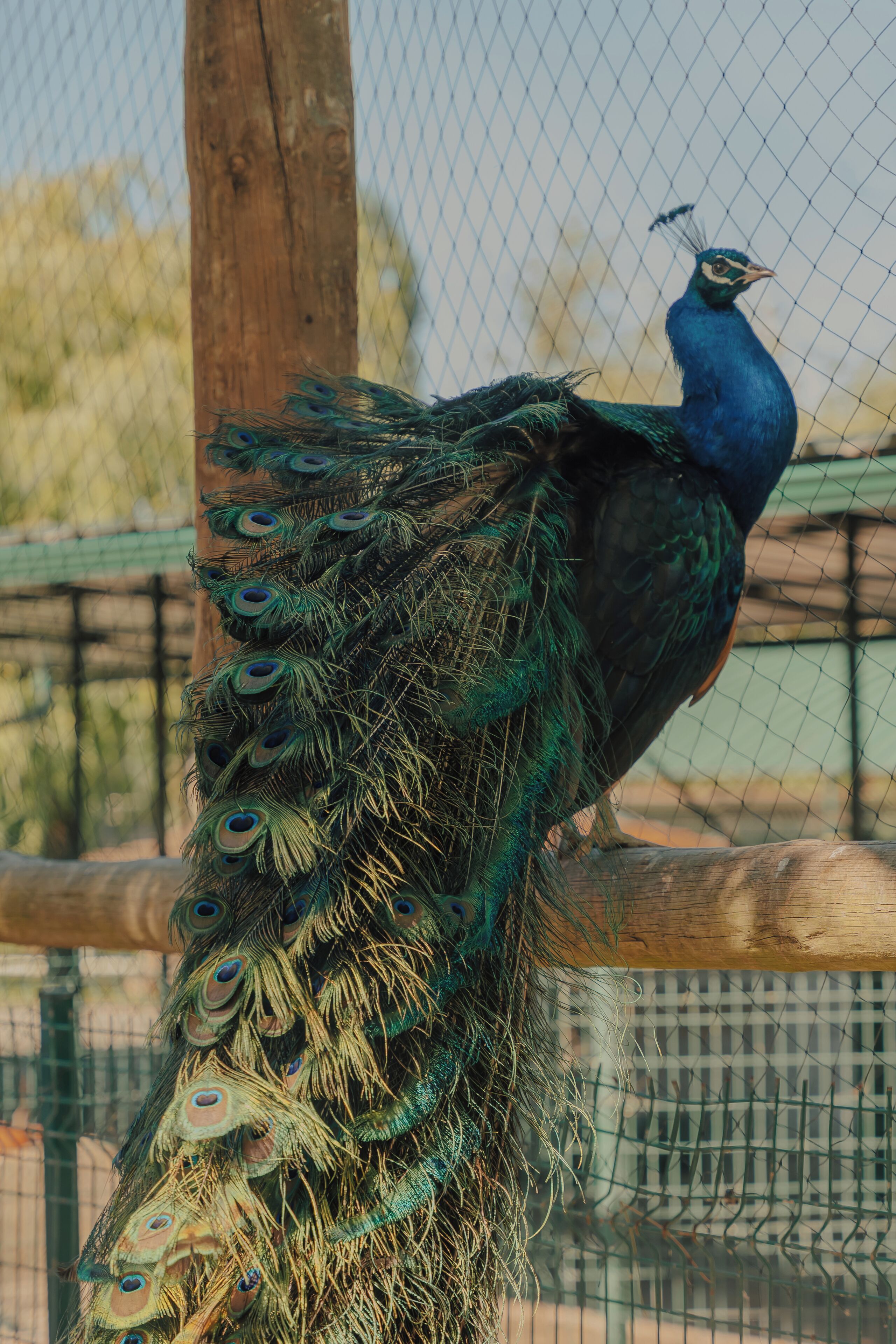 A peacock with a long tail of vibrant feathers, perched on a wooden post behind a chain-link fence.