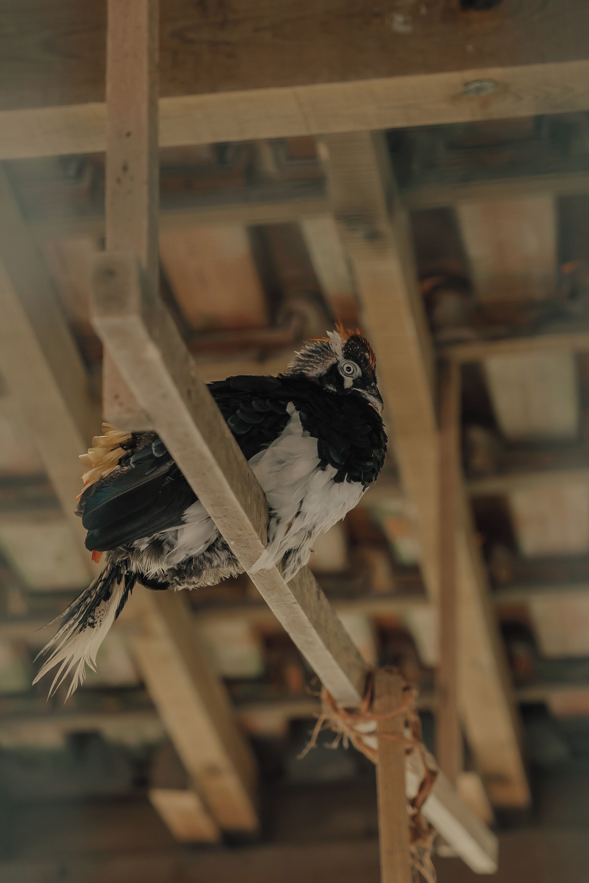 Un pájaro posado sobre una viga de madera.