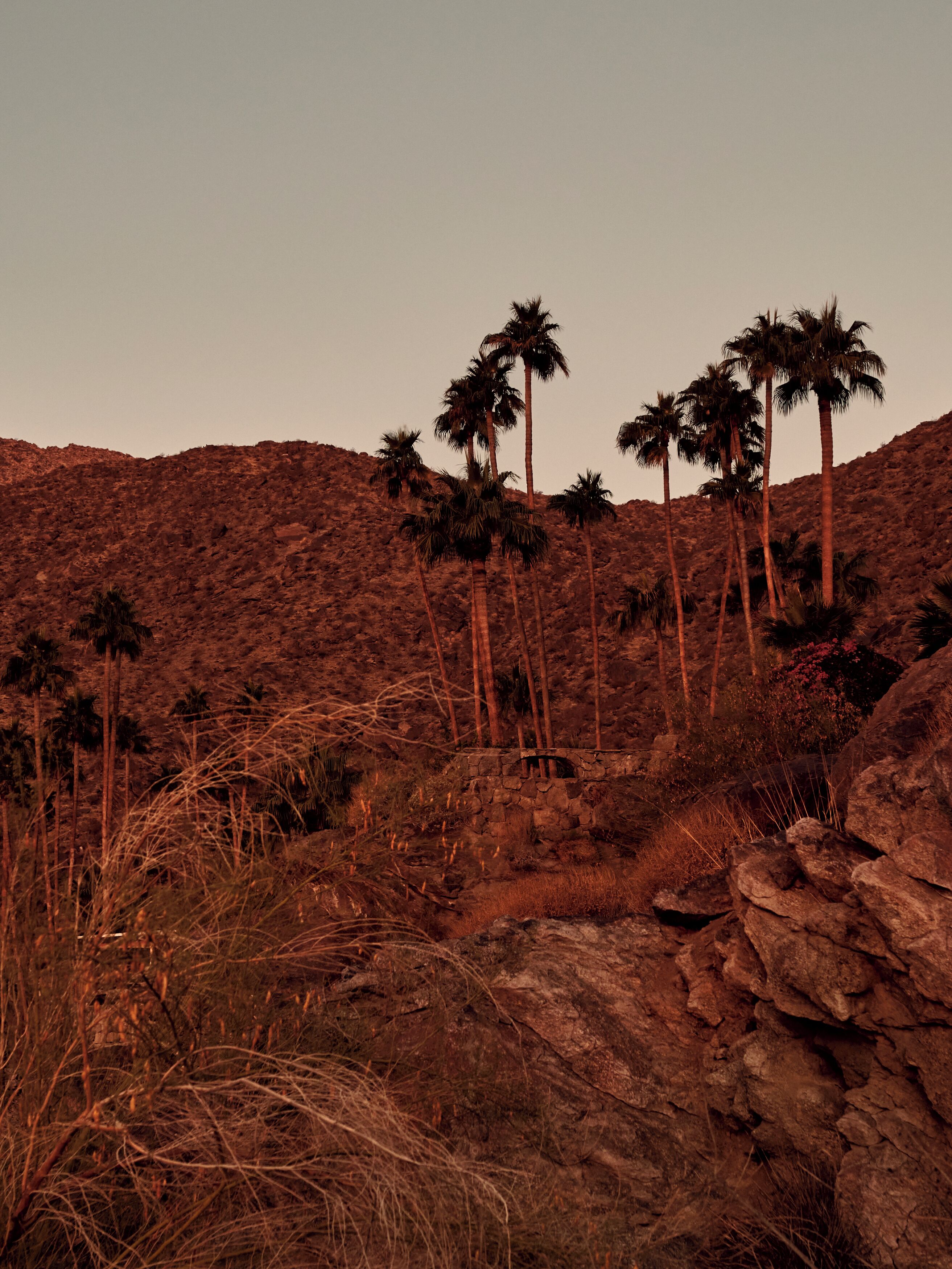 Photo - The Willows Palm Springs