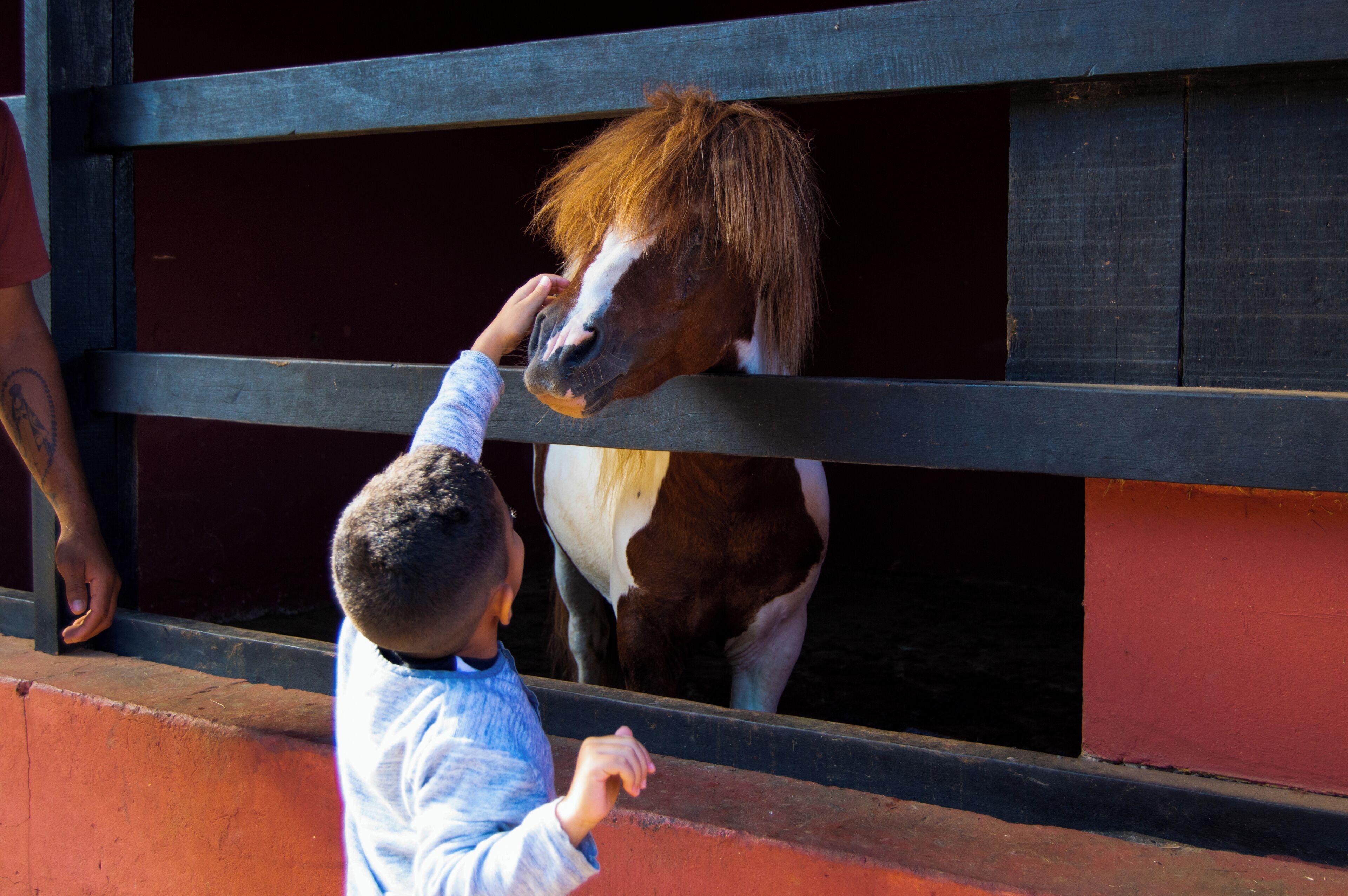 Criança acariciando um cavalo através de uma porta de estábulo.