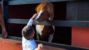 Criança acariciando um cavalo através de uma porta de estábulo.