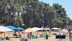 Una spiaggia con file di sedie a sdraio e ombrelloni, circondata da alte pini.
