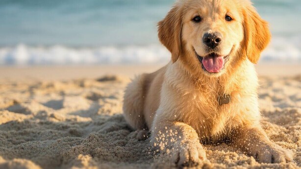 A golden retriever lying on the sand at the beach.