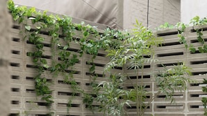 Un espace patio avec des chaises et des tables en plastique blanc, un mur en béton orné d’un motif en treillis et des plantes vertes qui poussent sur le mur.