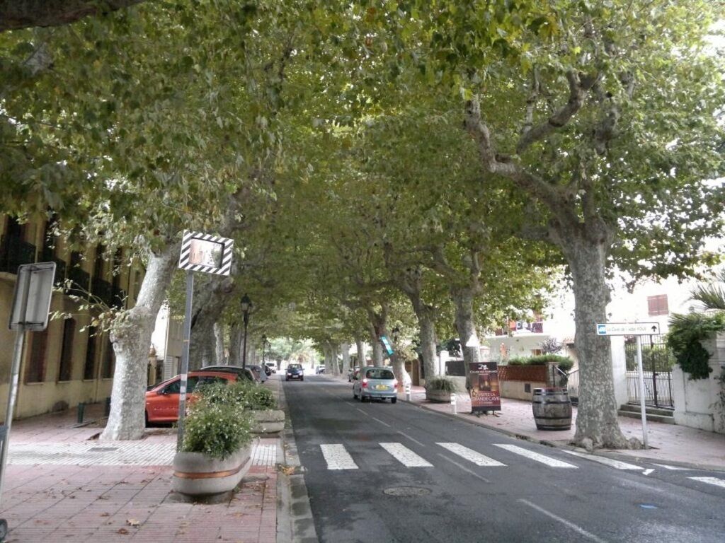 A tree-lined street with parked cars and a pedestrian crossing.