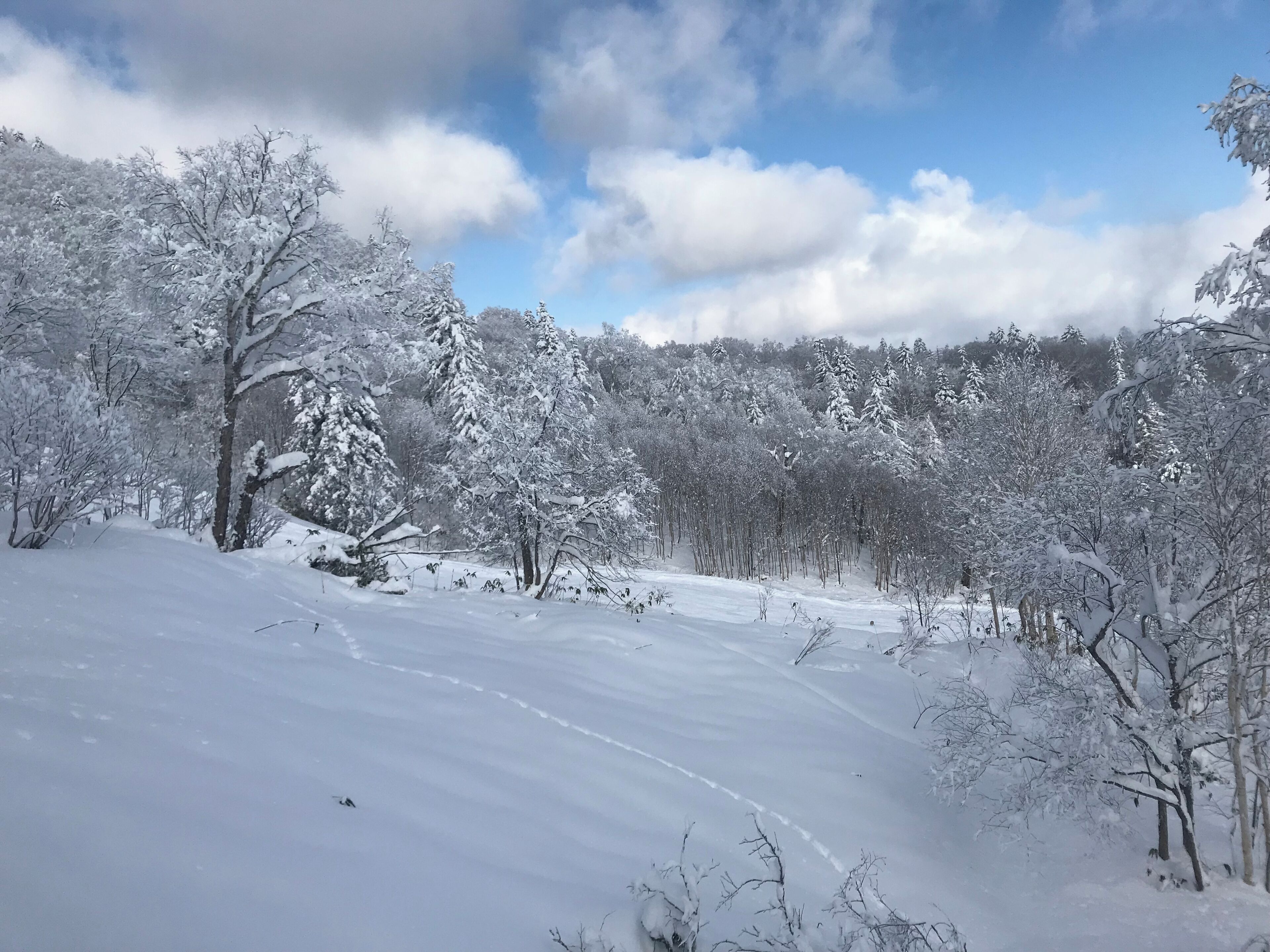 A snow-covered landscape with trees and a clear sky.