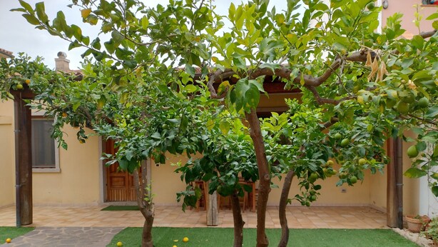 Une cour intérieure agrémentée d’une pergola recouverte de verdure, d’une terrasse carrelée et d’une petite pelouse.