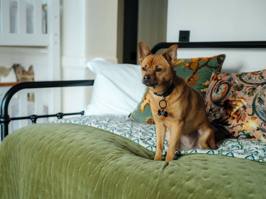 A dog sitting on a bed with a green blanket, a floral pillow, and a white pillow.