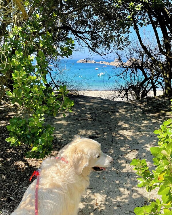 A golden retriever on a sandy path with a beach and rocky outcrops in the background.