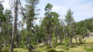 A natural landscape with a stream, trees, and grassy areas.