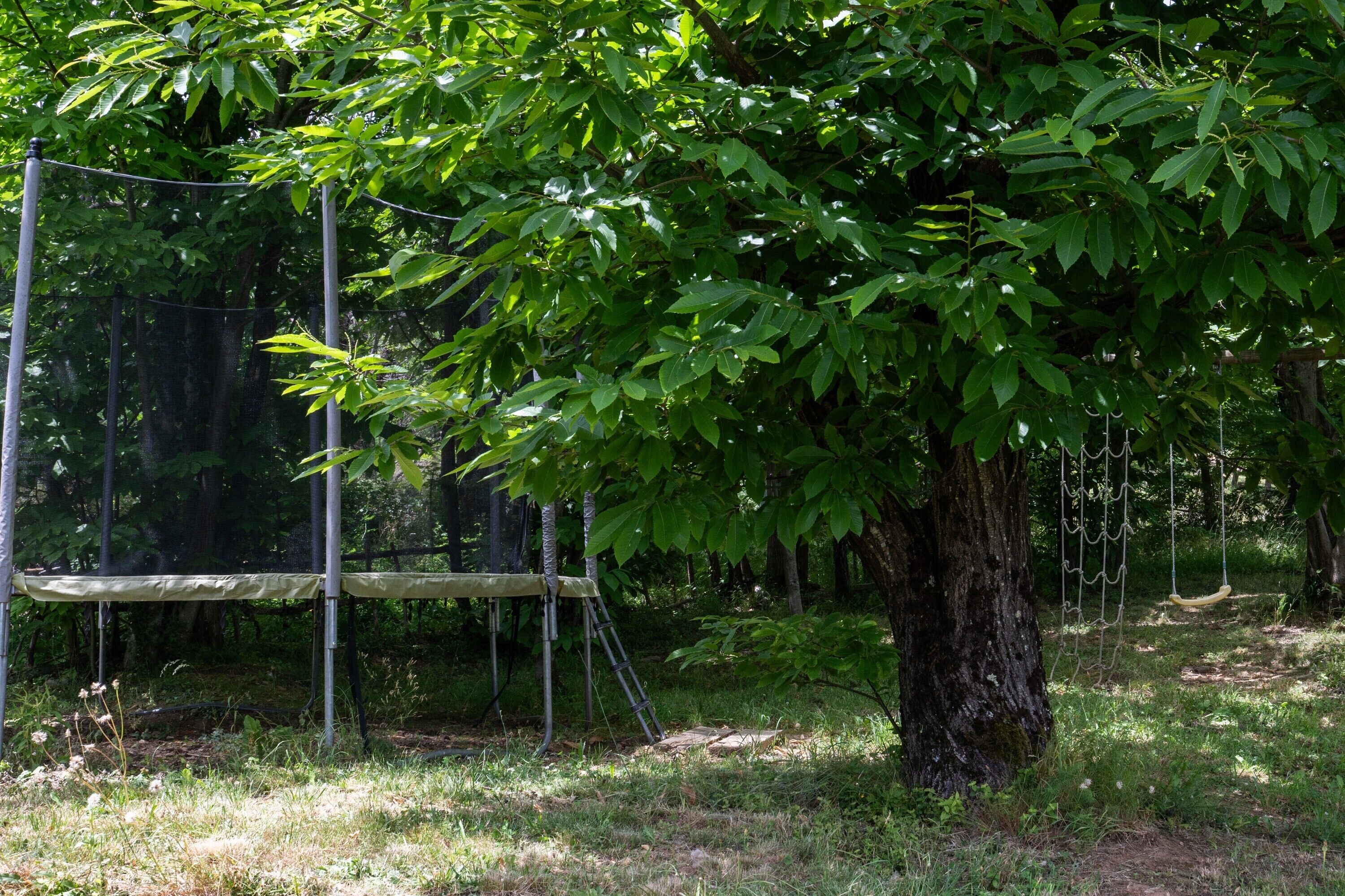 Eine Hängematte, die an einem Baum in einem bewaldeten Gebiet befestigt ist.