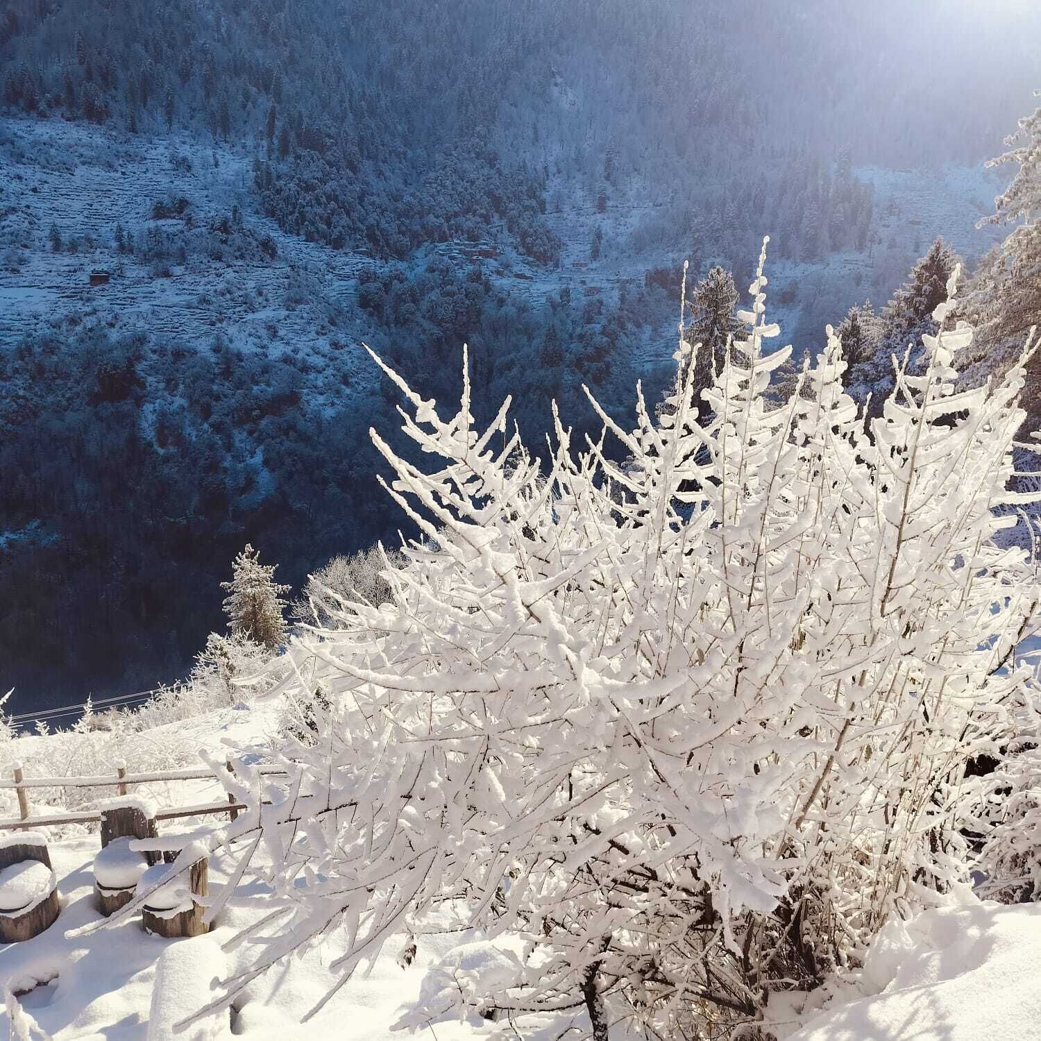 A snow-covered landscape with a dense forest and a river.